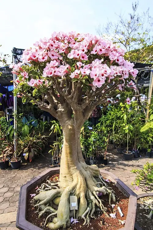 beautiful Stunning Types of Desert Rose Varieties