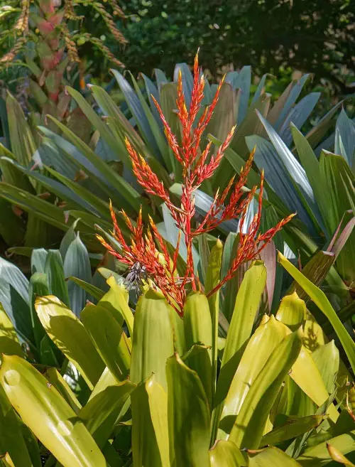 Red stem plants 1