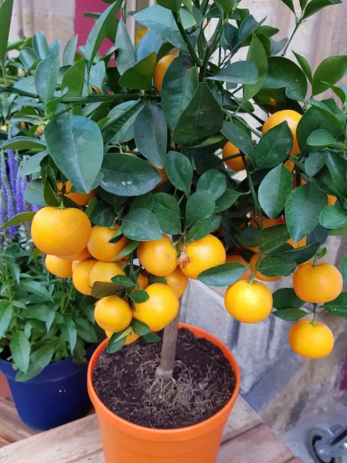 top best Mouthwatering Fruits That Begin With A