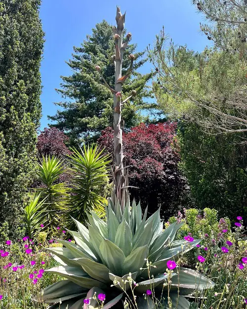 Plants Similar To Yucca