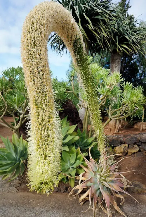 top Stunning Succulents With White Flowers
