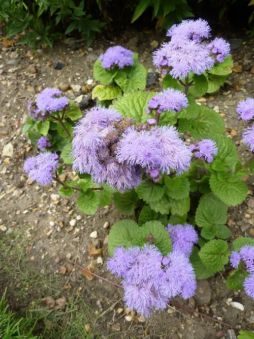 best Blooming Perennial Flowers in the Spring