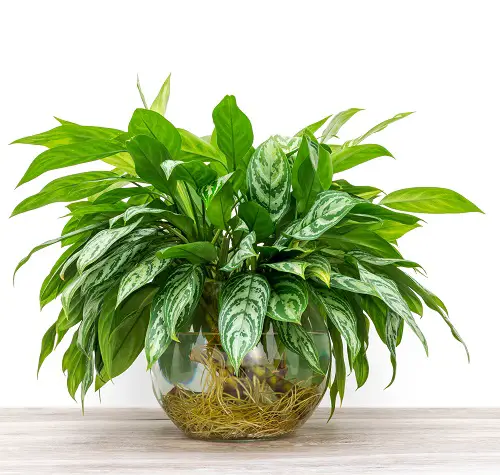 Big Leaf Houseplants that Grow in Just Water 1
