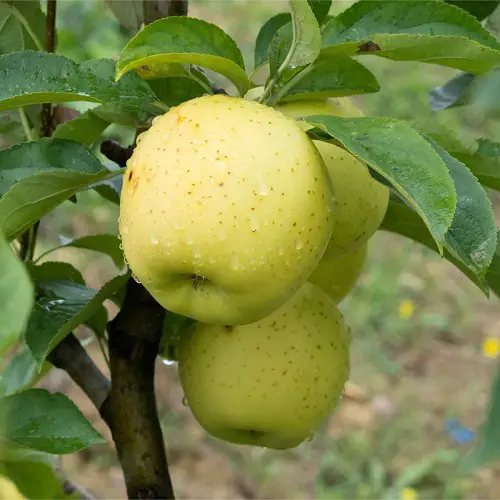 Garden Varieties of Yellow Apples 