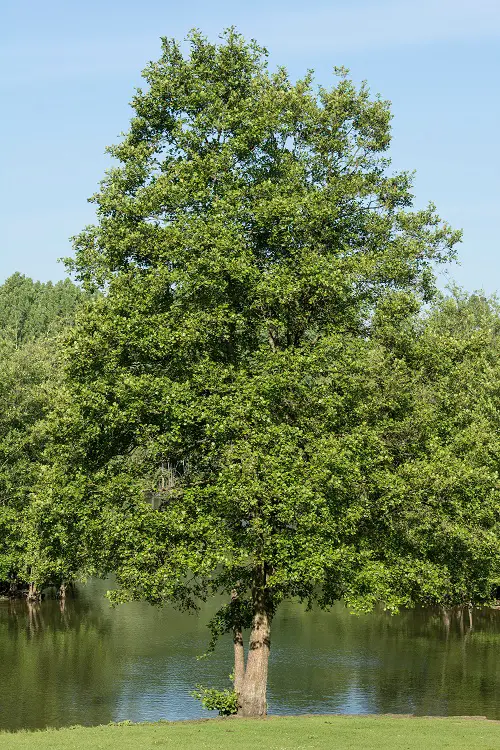 Trees to Reduce Pollution 