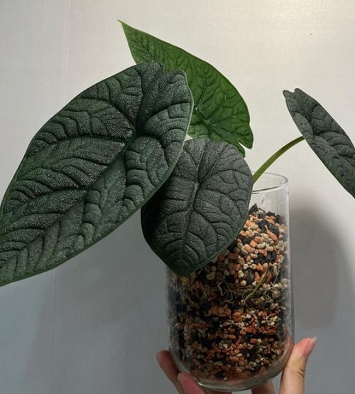 Types of Alocasia