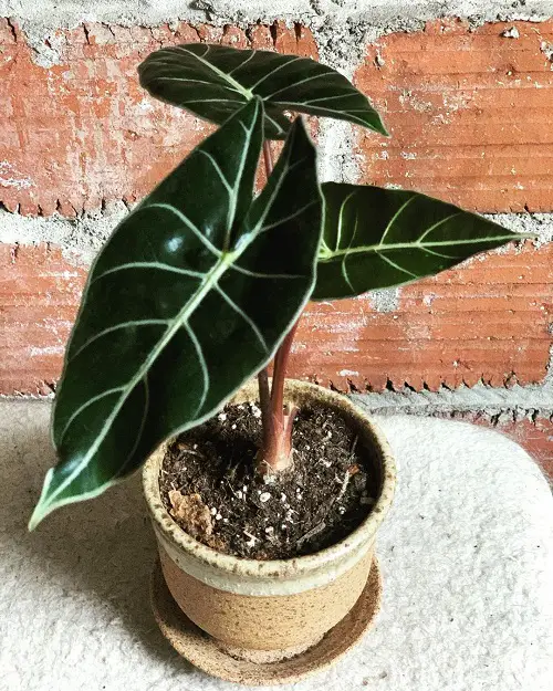 Alocasia Dragon Tooth Information