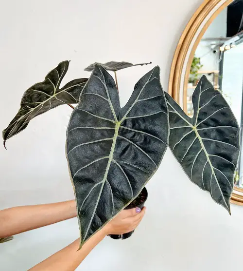 Alocasia Dragon Tooth Care