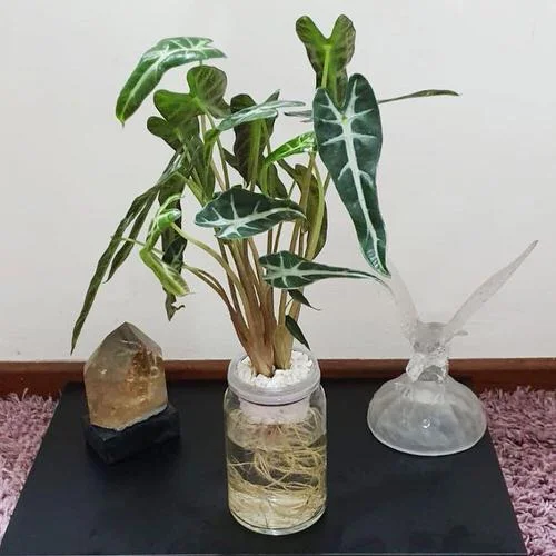 beautiful Big Leaf Houseplants that Grow in Just Water