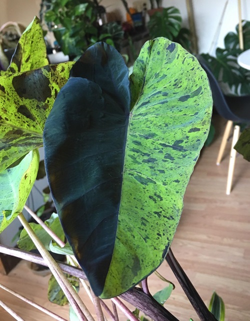 Alocasia mojito indoor plant