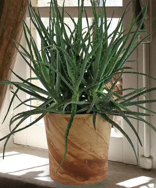A Mini Aloe Jungle indoor decor