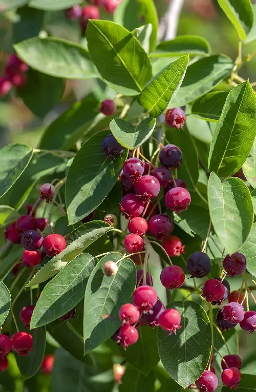 best Mouthwatering Fruits That Begin With A
