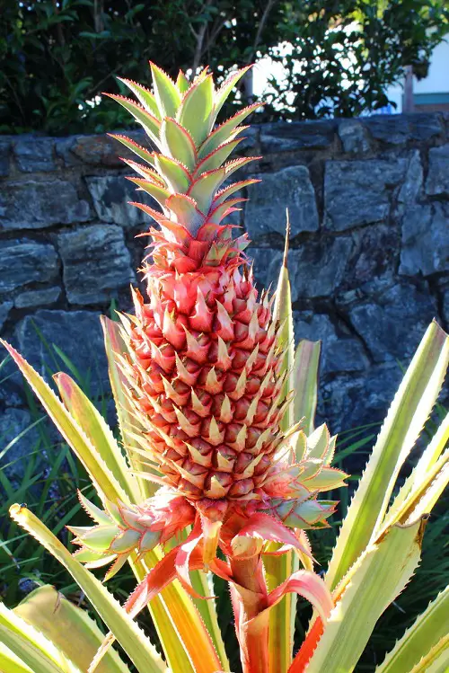 Fruits With A R in Them in garden