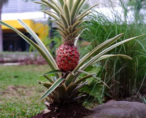best breathtaking Jamaican plants in the garden 