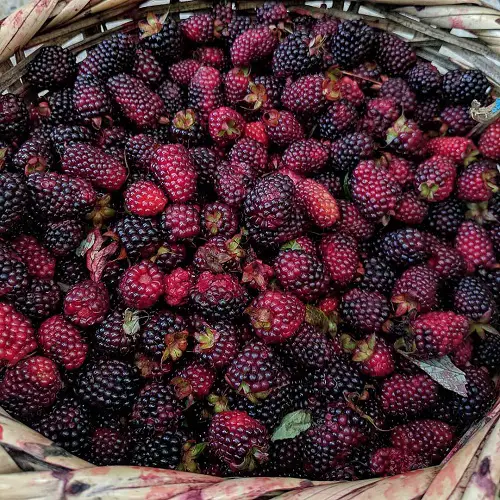 Fruits That Are Delectable And Start With A