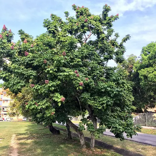 best lovely Jamaican plants in the backyard