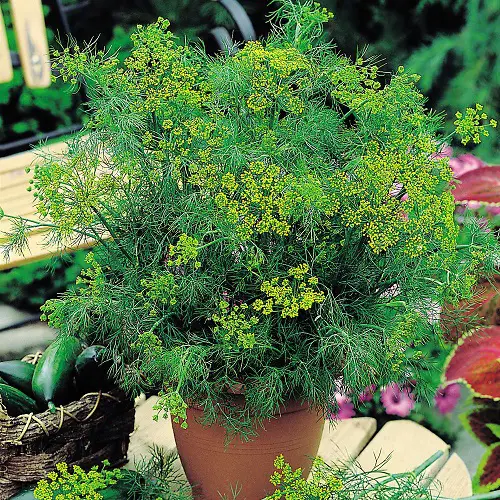 The Best Herbs for Yellow Flowers