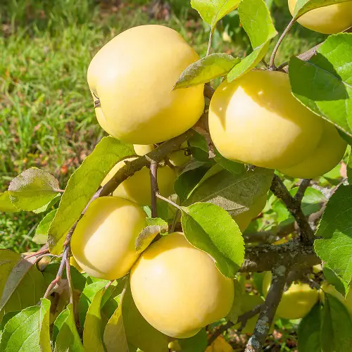 Yellow Apple Varieties For Garden
