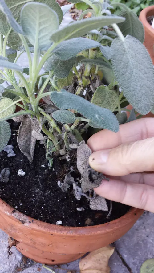 Reason Pest Infestation