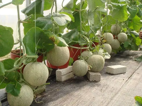 Mouthwatering Fruits That Begin With A
