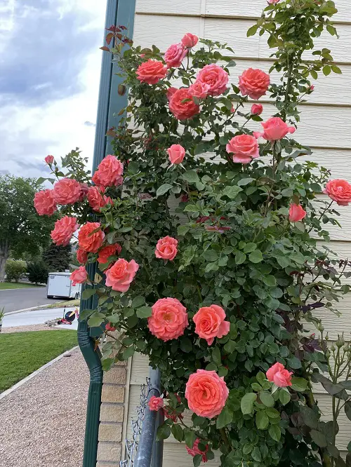 Absolutely Gorgeous Garden Roses with Long Stems