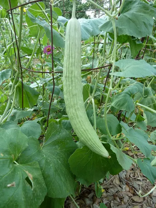 best Veggies That Remind Me of Cucumbers