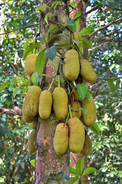 Fruits That Start With C in tree