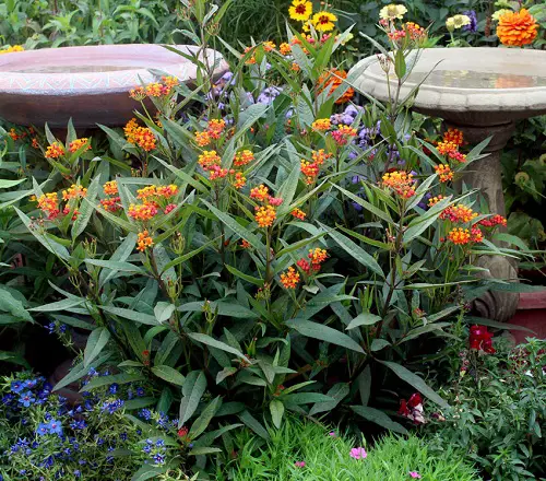 best beautiful Plants from Jamaica