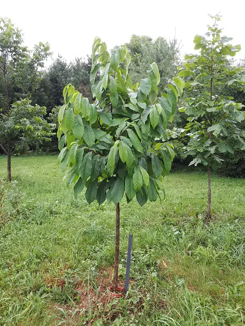 top Best Dwarf Fruit Trees Under 6 Feet
