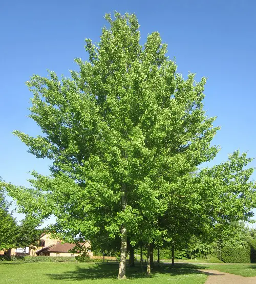 Trees to Reduce Pollution