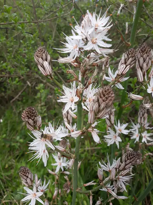 beautiful Flowers that Represent Death
