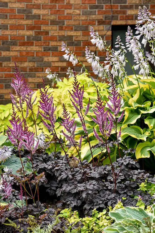 lovely Black Flowers and Plants to Your Garden
