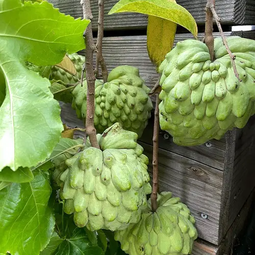 Sweet Fruits That Begin With A