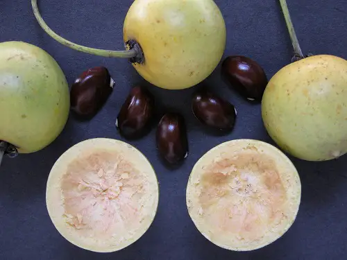 best Mouthwatering Fruits That Begin With A