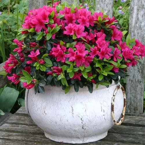Kinds of Pink Garden Flowers 