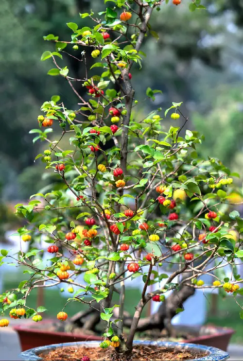 Fruits That Are Delectable And Start With A
