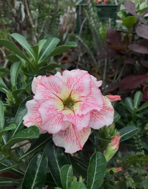 Beautiful Variety Types of Desert Roses