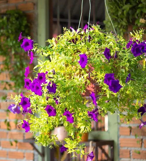 The Most important Perennials to Trail for Hanging Baskets 