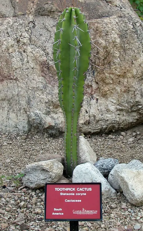Best Types of Columnar Cactus Varieties