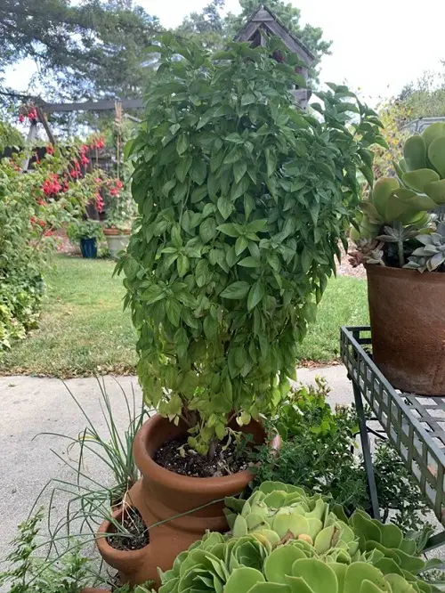 Big Basil Plant Like a Shrub