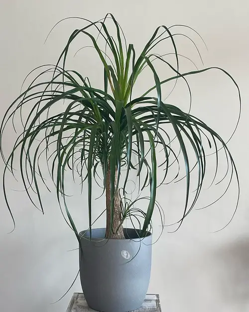 Plants That Are Like Yucca
