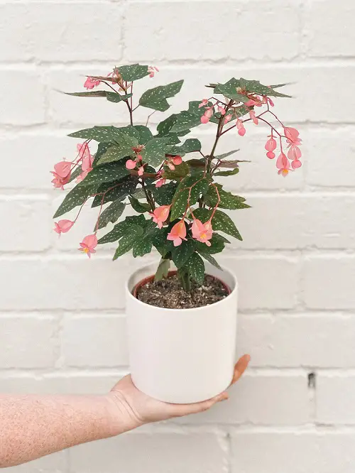 Various Begonia Maculata Types indoor
