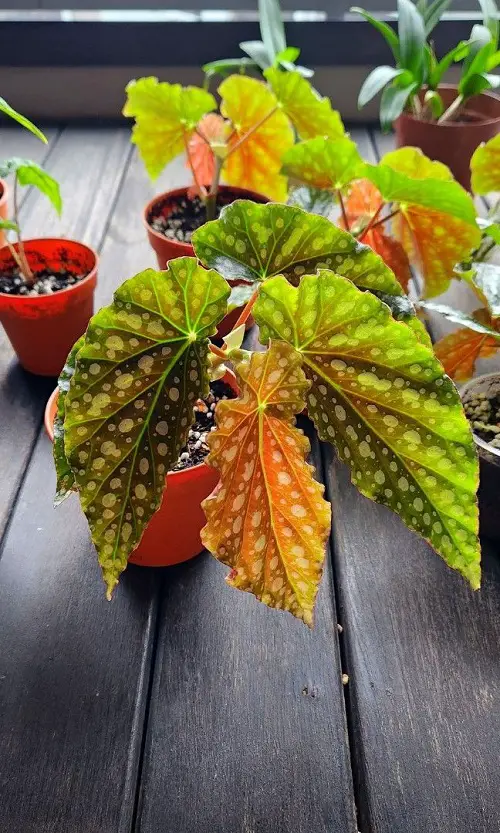 Different Types of Begonia Maculata 5