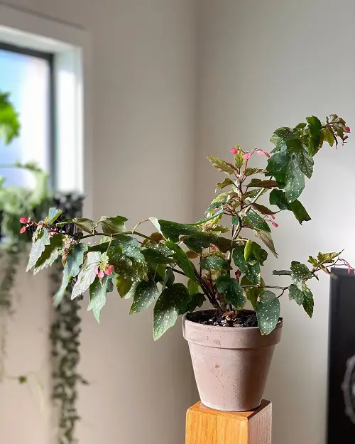 Types of Begonia Maculata