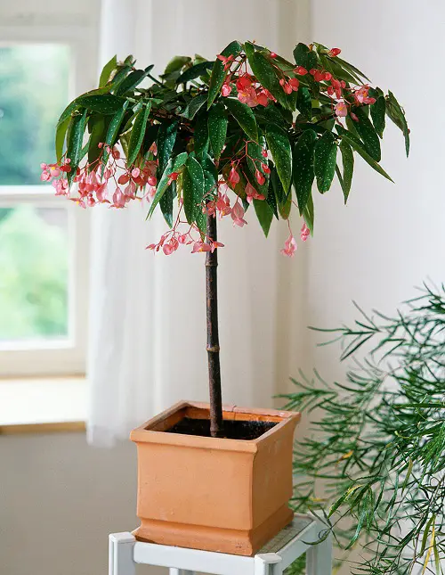  Stunning Begonia Maculata Varieties