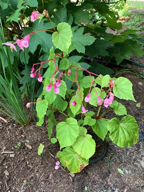 plants with red stem in yard