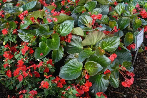 red stem plants in garden