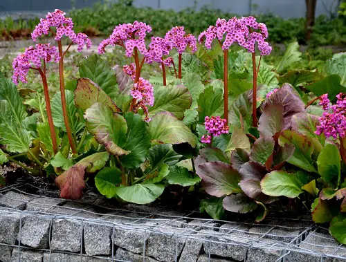 plants with red stem