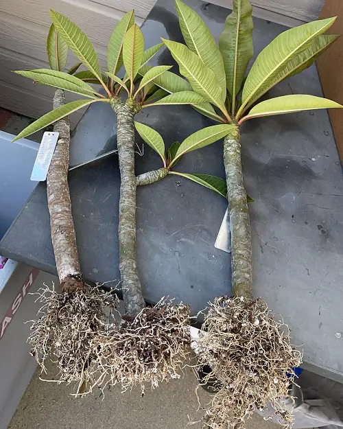 How Long Does It Take to Propagate Plumeria