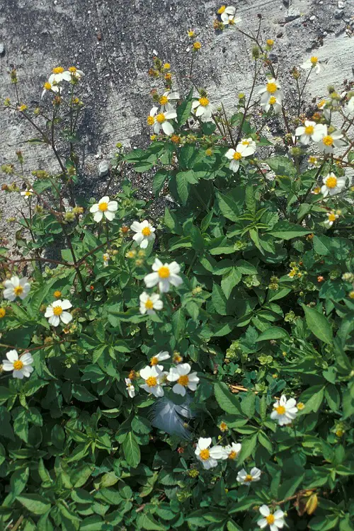 lovely Best Plants from Jamaica